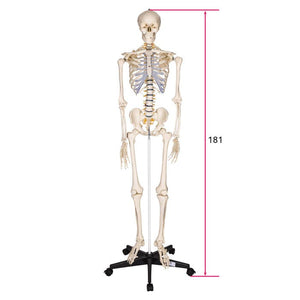 Anatomieskelett
