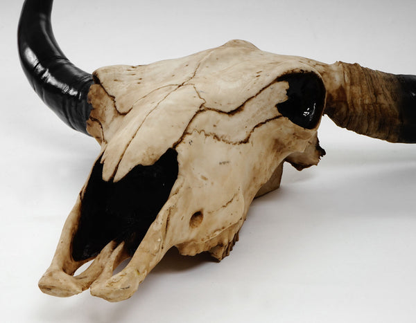 Deko Schädel Trophäe Stier Bulle In-/Outdoor natur