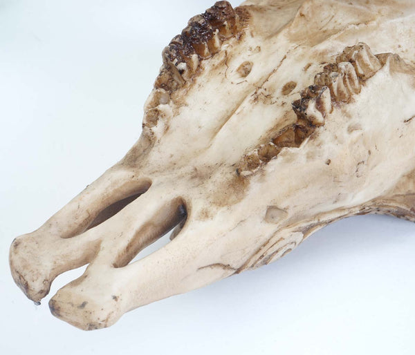 Deko Schädel Trophäe Stier Bulle mit Tribal In-/Outdoor 65cm