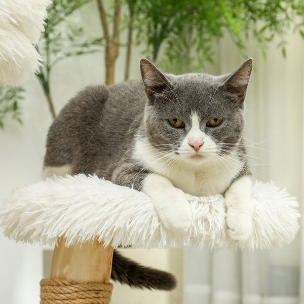 Kratzbaum mit Betten & Spielball für Katzen bis 5kg 61.5cm Weiss