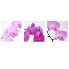 Leinwandbild Wandbild 3-teilig 150x50cm ~ Orchidee